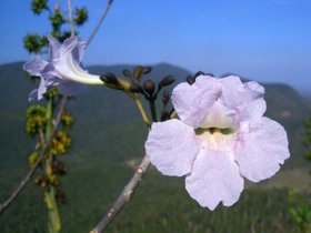 Soroa orchideeën